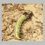 Ammophila sabulosa - Sandwespe 02i 19mm mit Forleulen-Raupe - Panolis flammea.jpg